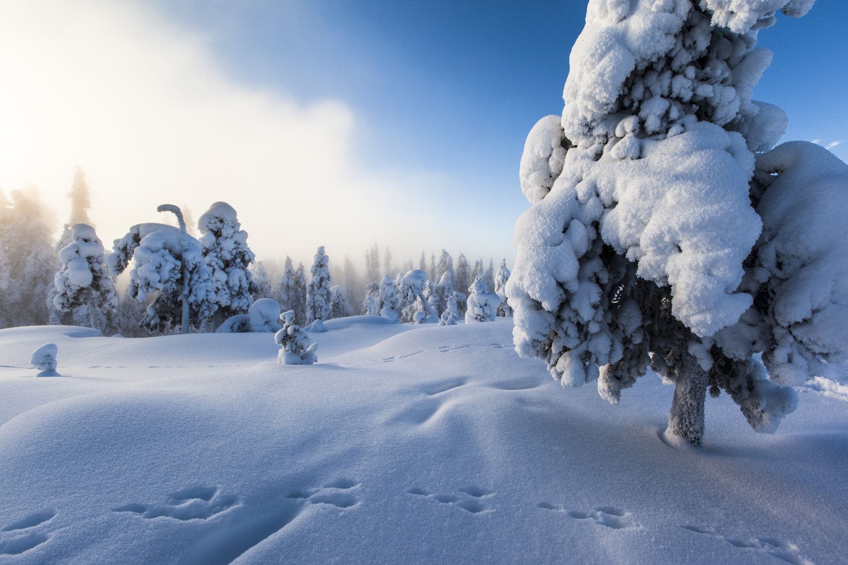 Schneebedeckte Bäume und eine weiße Winterlandschaft unter blauem Himmel mit sanften Nebelschwaden.