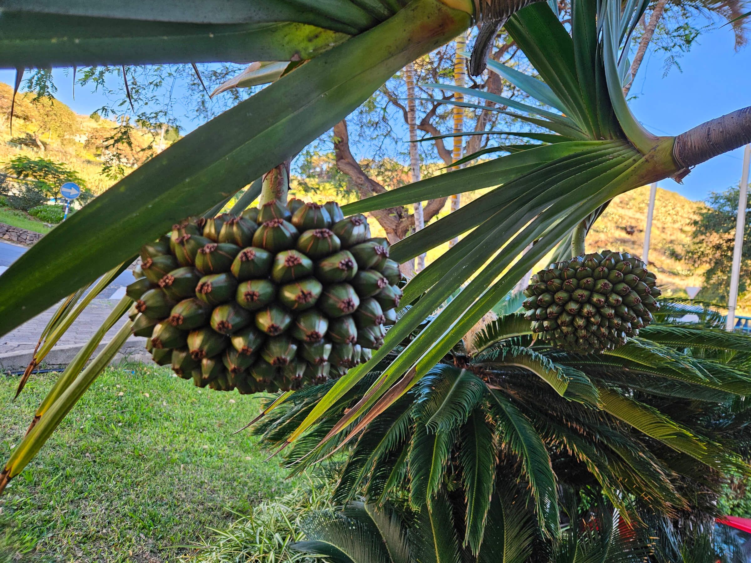 Die Aufnahme zeigt grüne Früchte an einer Palme, umgeben von Blättern und einer Wiese im Hintergrund.