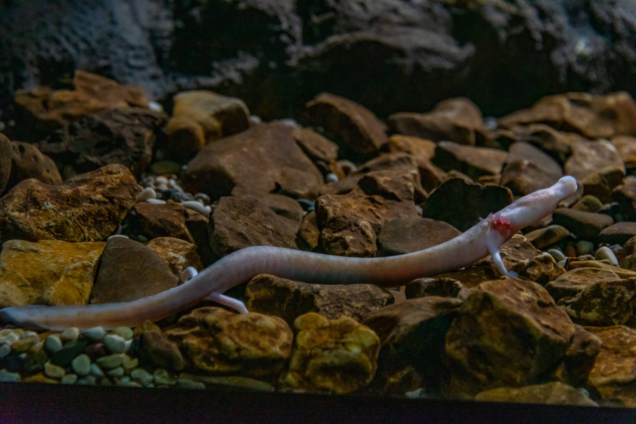 Ein weißer, schlanker Fisch mit glatter Haut kriecht über Steine in einem Aquarium.