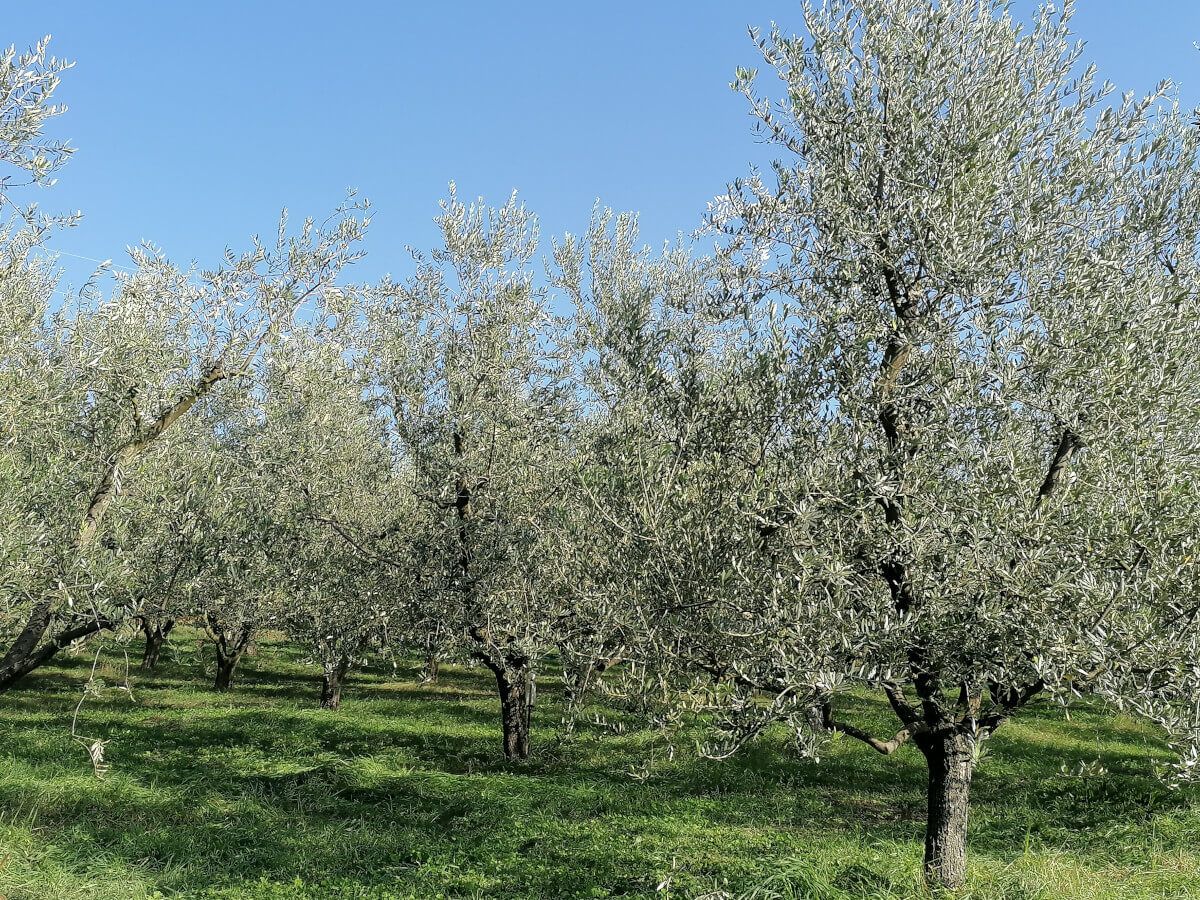 Olivenhain mit grünen Bäumen und blauem Himmel, der eine friedliche, sonnige Atmosphäre schafft.