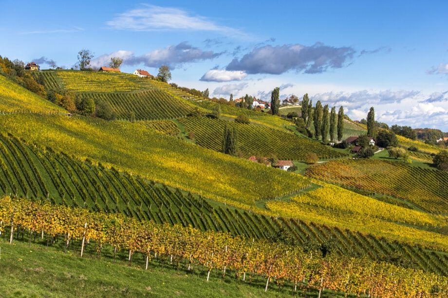 Eine malerische Landschaft mit Weinbergen in leuchtendem Gelb und grünen Hügeln unter einem blauen Himmel.