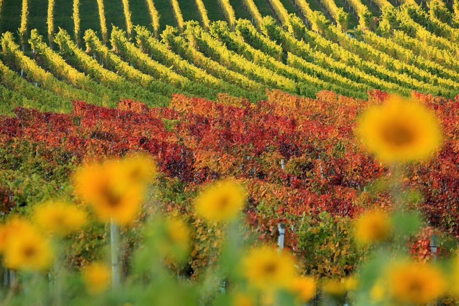 Bunte Weinberge in sanften Kurven, umgeben von Sonnenblumen, zeigen den herbstlichen Charme der Natur.