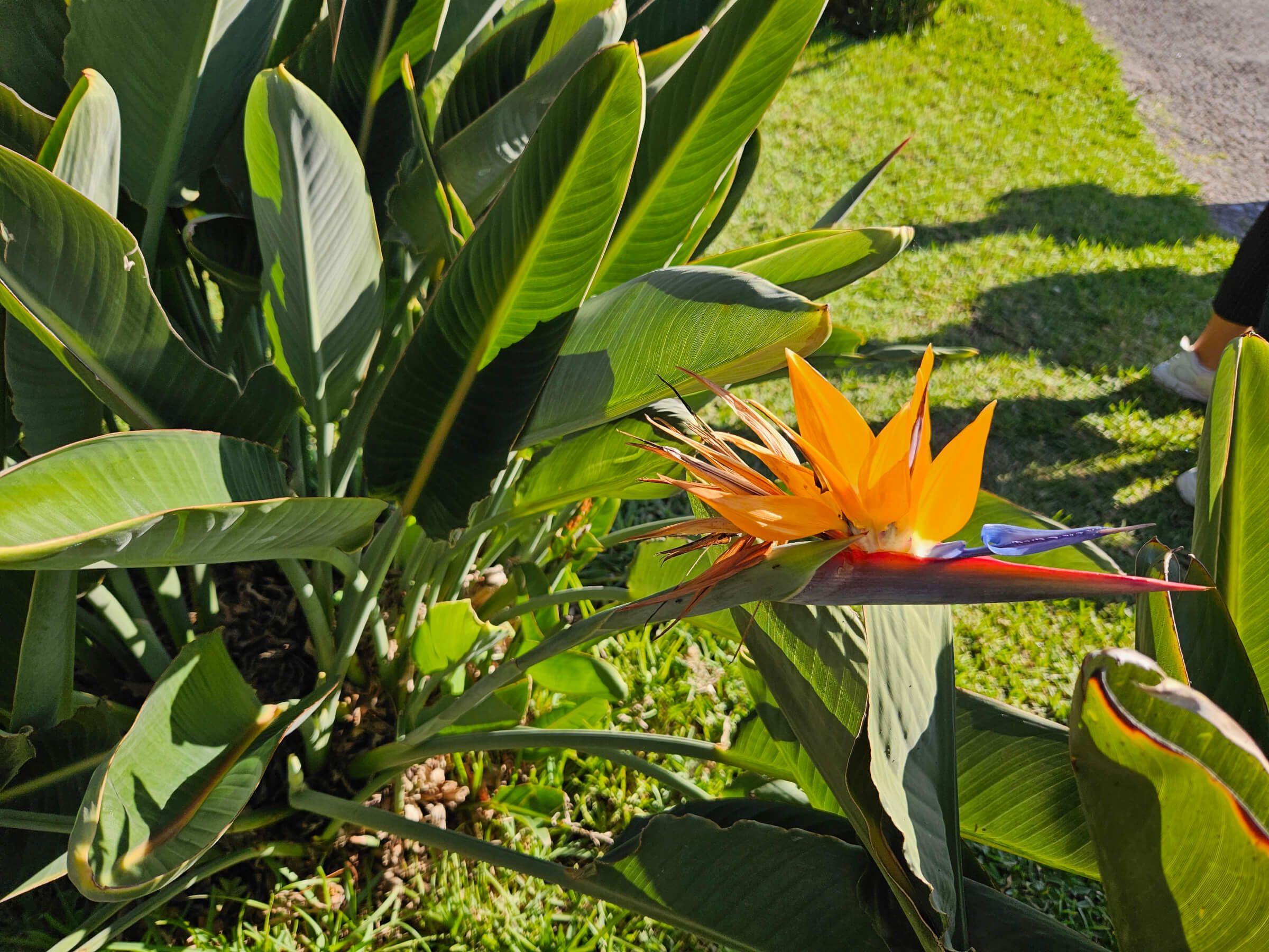 Eine bunte Blume, wahrscheinlich Paradiesvogelblume, umgeben von üppigem Grün im Sonnenlicht.