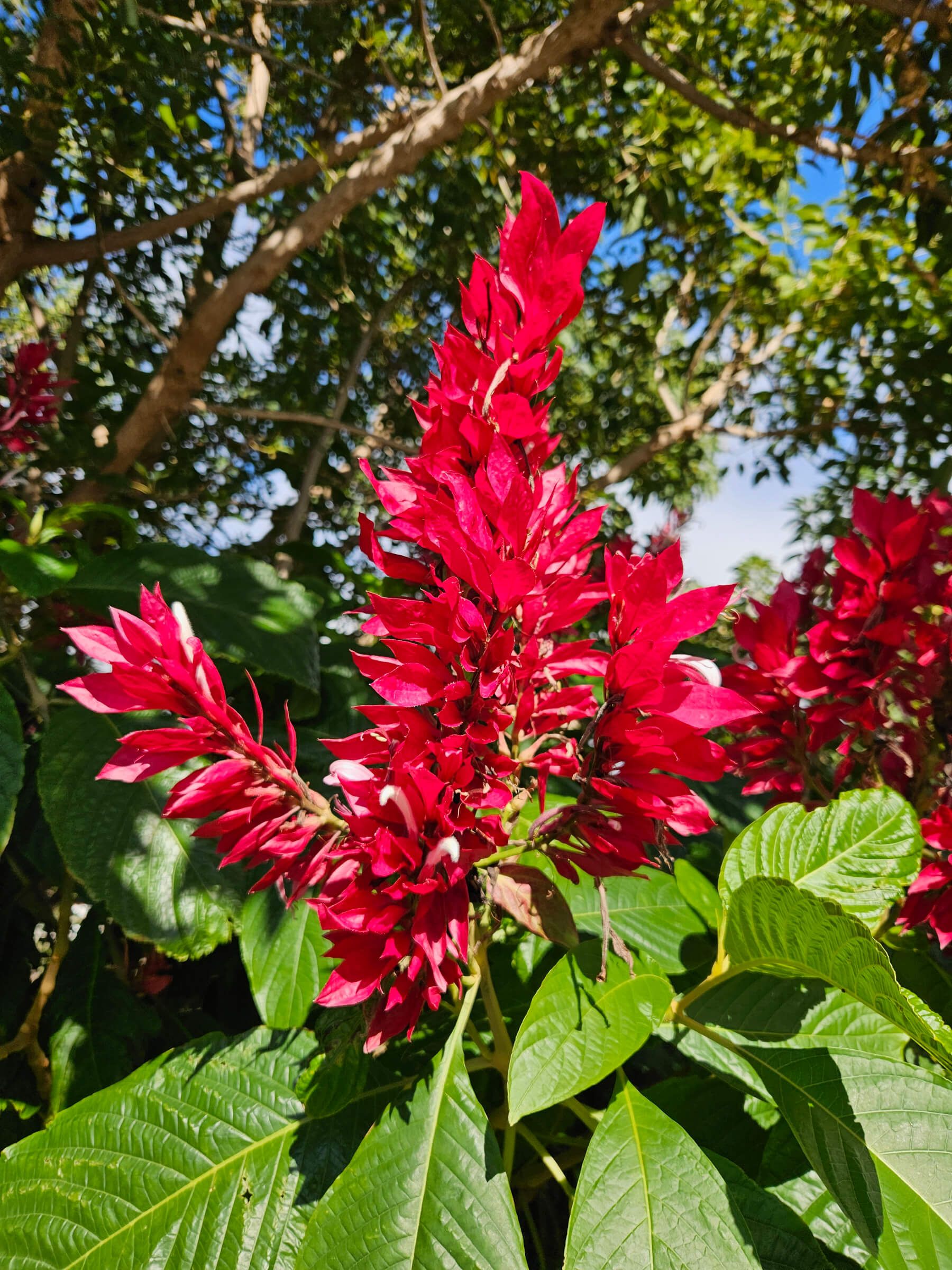 Leuchtende rote Blüten stehen im Kontrast zu den grünen Blättern und dem blauen Himmel im Hintergrund.