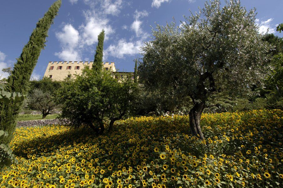 Eine sonnige Landschaft mit Sonnenblumen, Olivenbaum und einer historischen Burg im Hintergrund.