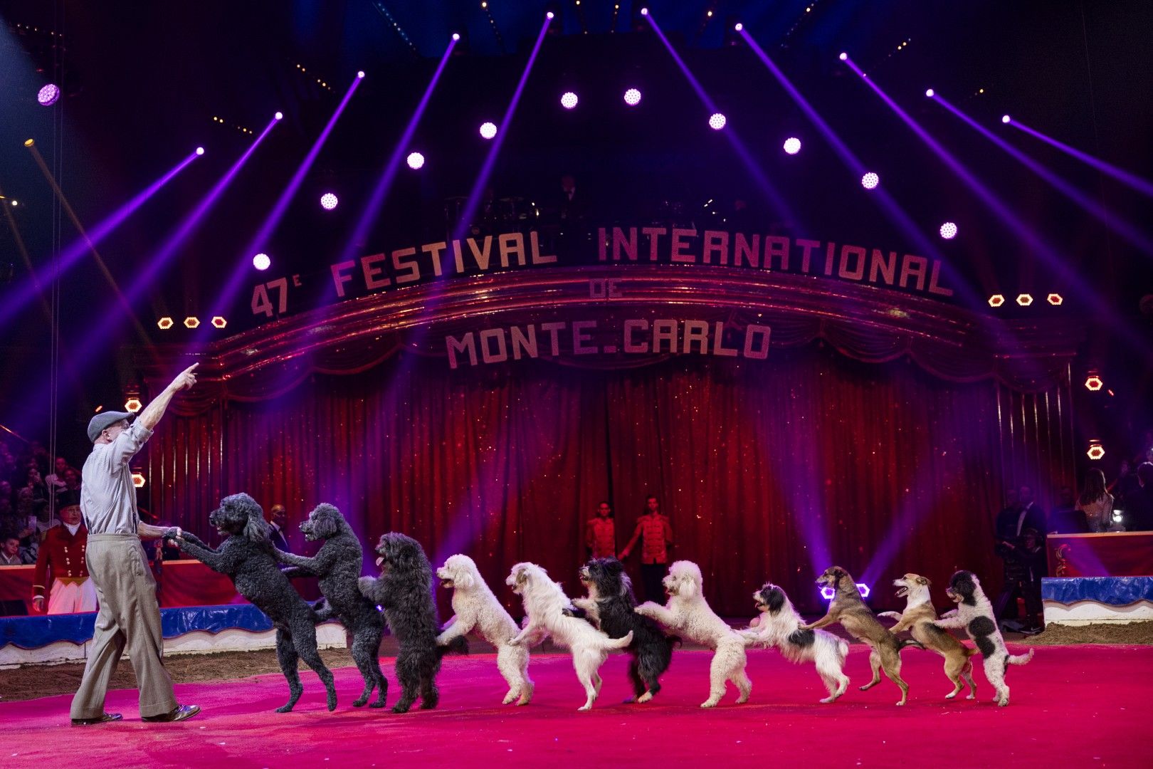Im Zirkus tanzen mehrere Hunde, während ein Trainer sie anleitet. Bunte Lichter und Zuschauer im Hintergrund.