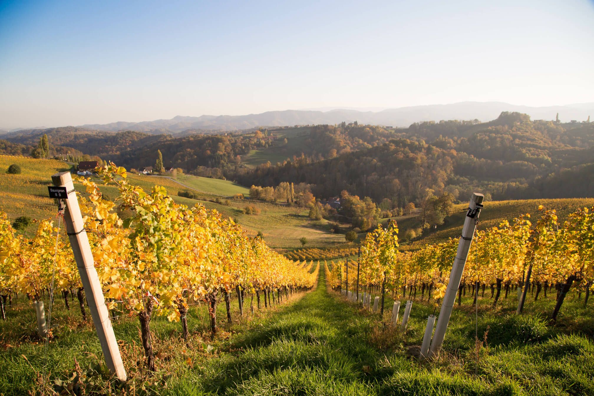 Ein malerischer Weinberg mit gelben Trauben im Herbst, umgeben von sanften Hügeln und klarem Himmel.