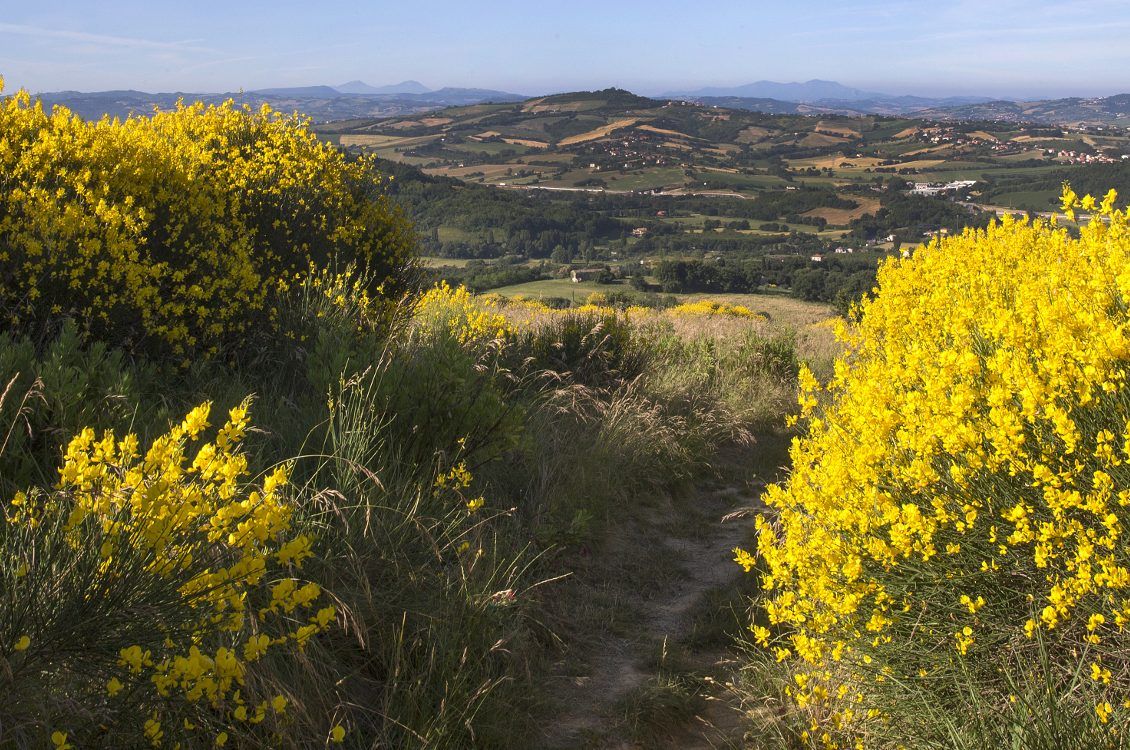 Blühende gelbe Pflanzen säumen einen Weg mit Blick auf sanfte Hügel und Berge im Hintergrund. Ein idyllischer Ausblick.