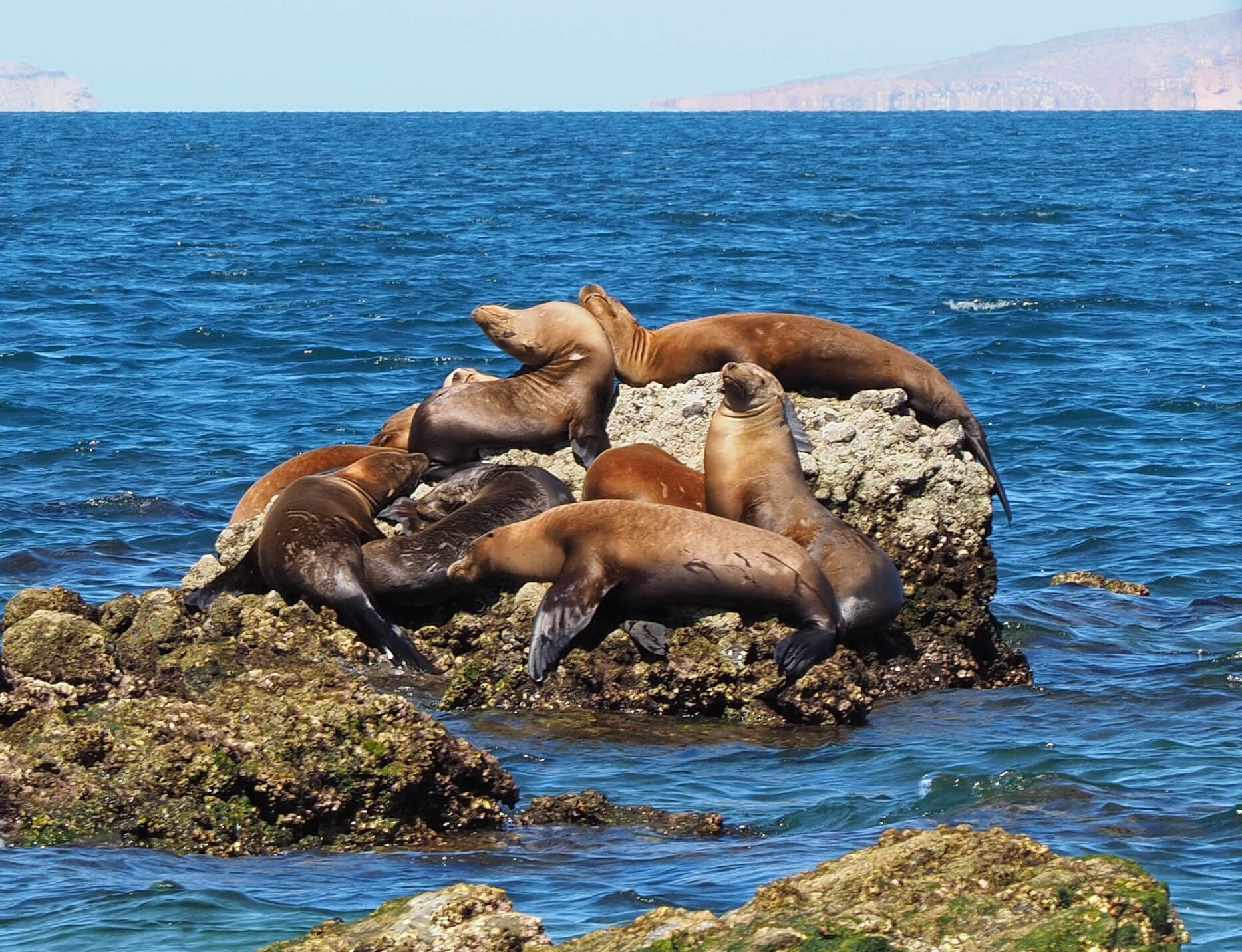 Mehrere Seelöwen ruhen auf Felsen im Wasser, umgeben von blauem Ozean und sonnigem Himmel.